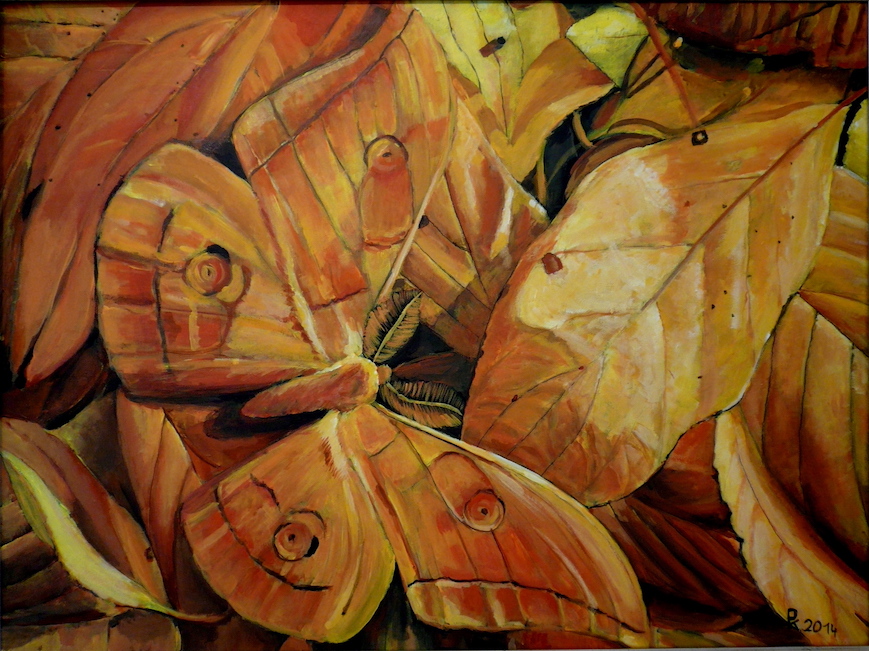 Motýlí křídla 80 X 60
